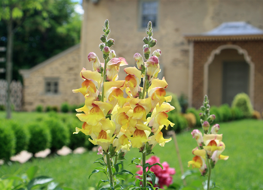 Carr Garden Historic Restoration at Bartram's Garden