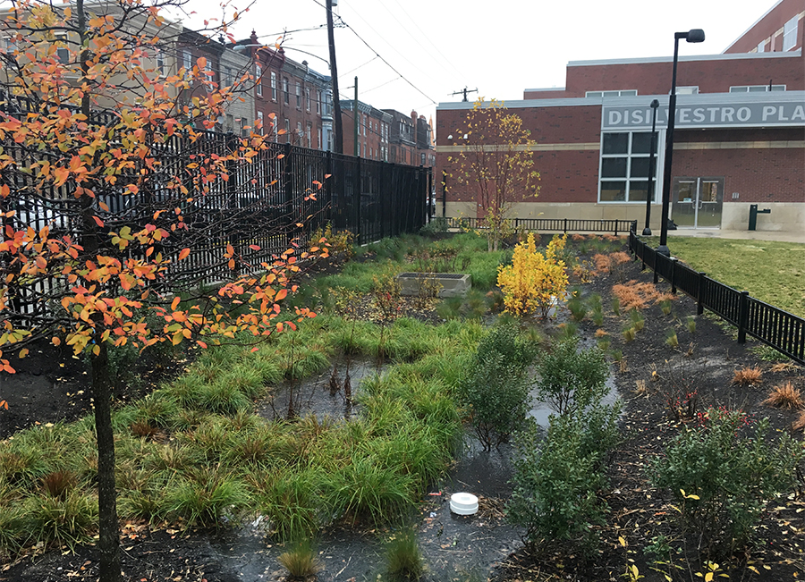 The Rain Garden (autumn), South Philadelphia Community Health and Literacy Center